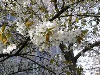 20114sakura 030