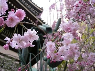 コピー ~ 20114sakura 061