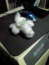 cotton