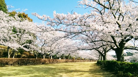 20180330鎌倉霊園