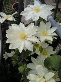 20110522