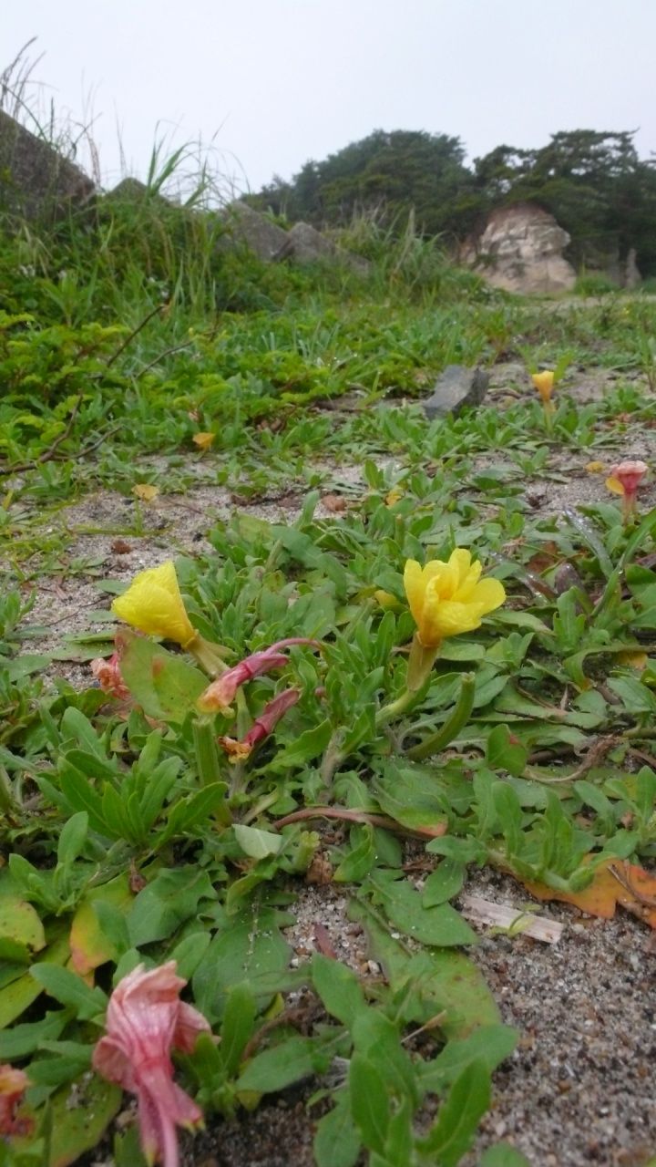 s-P1530497