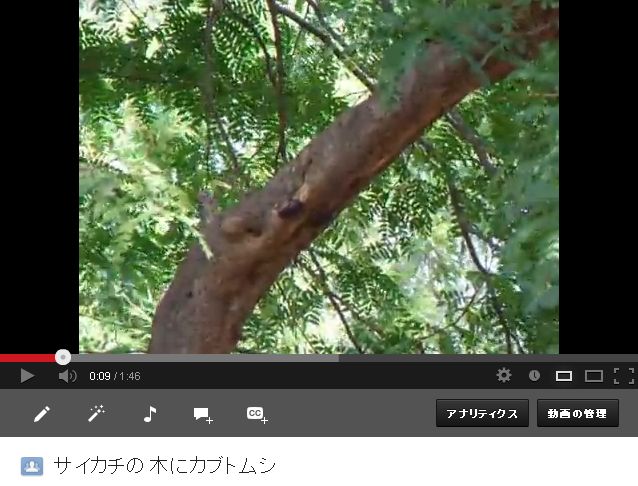 ¥µ¥¤¥«¥Á¤ÎÌڤ˥«¥Ö¥È¥à¥·