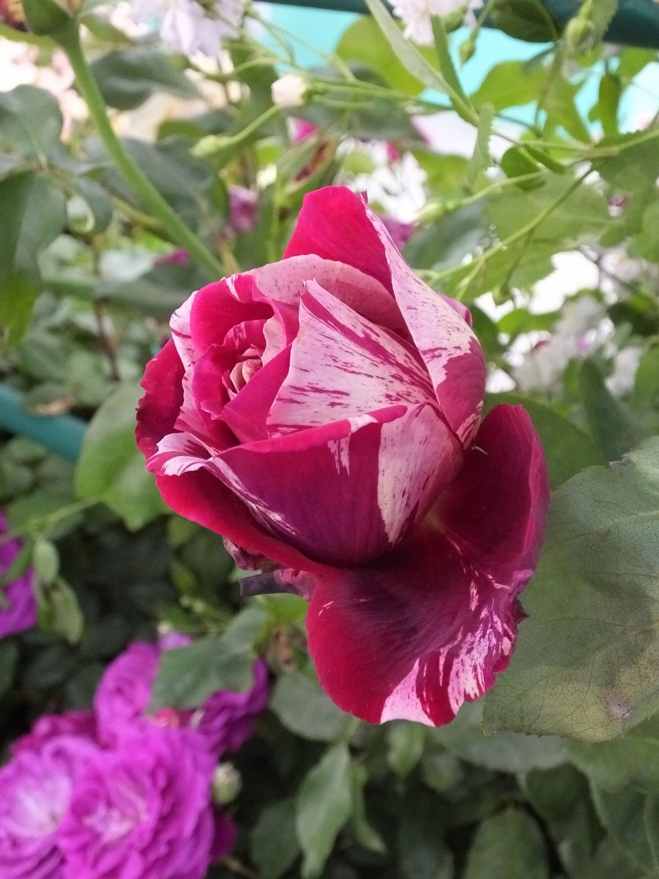 s-DSCF7600