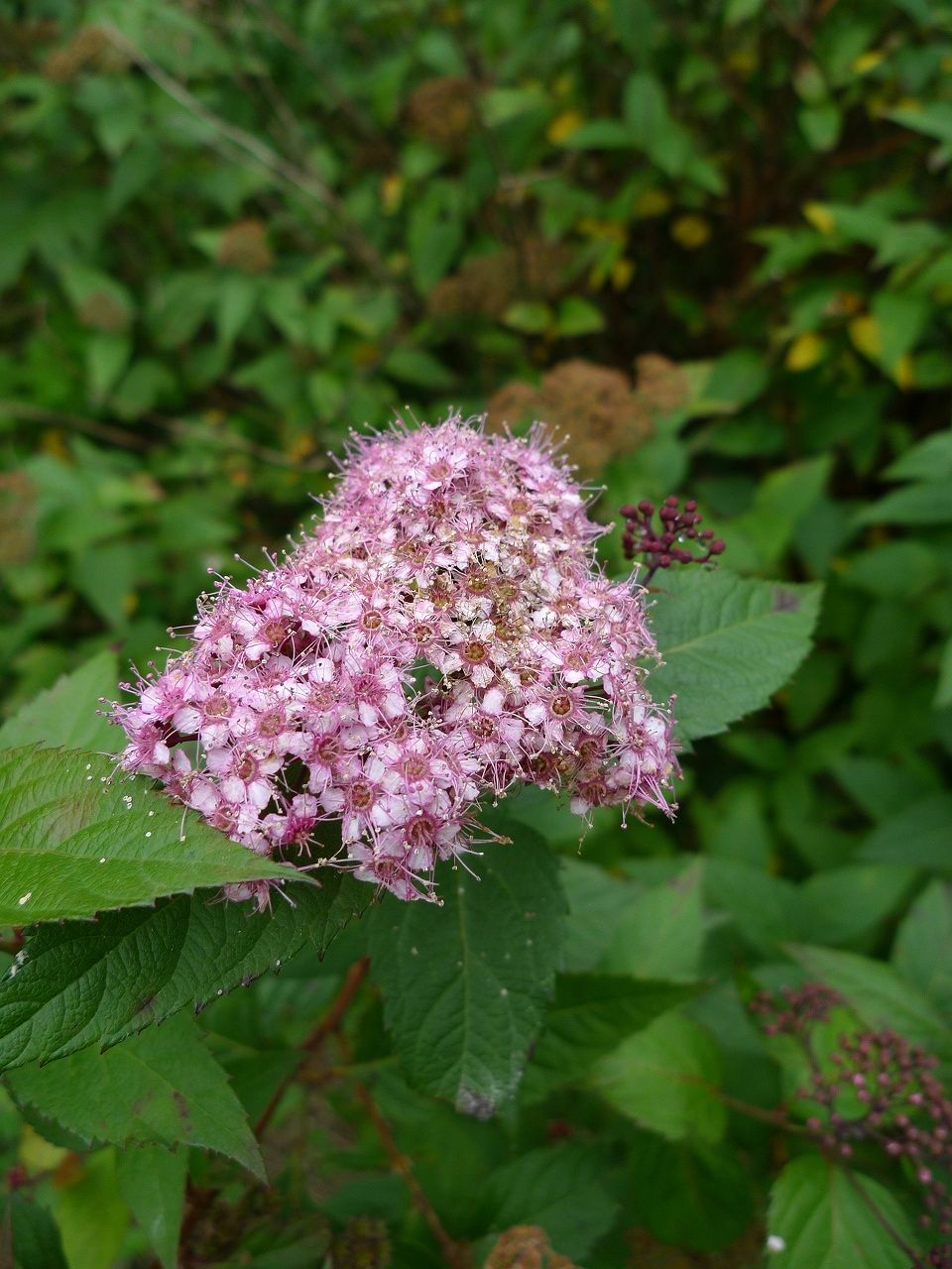s-P1210950