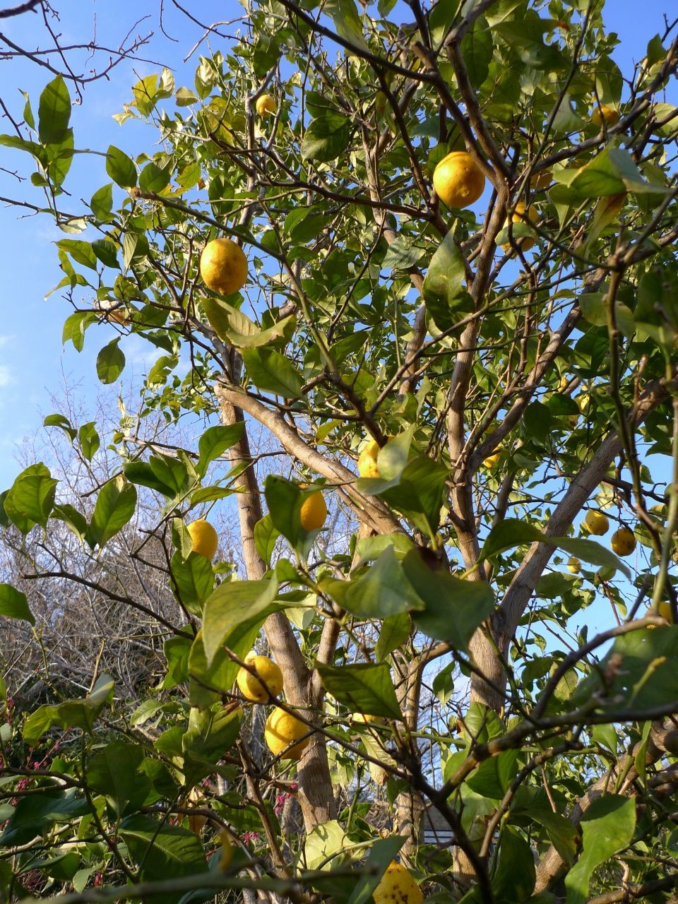 s-P1150036