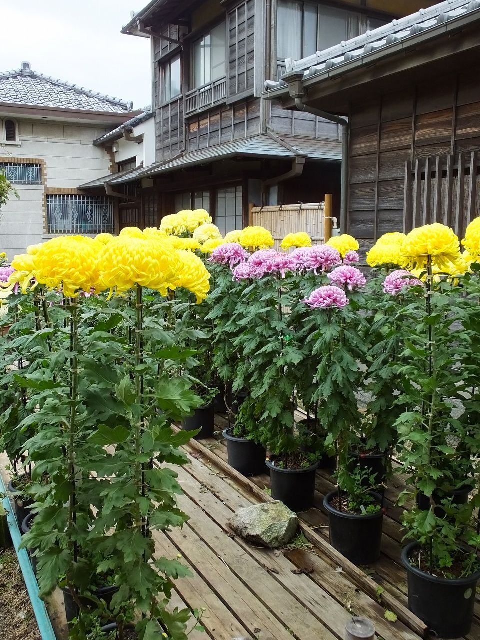 s-DSCF1486