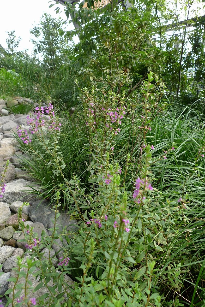 s-P1240361