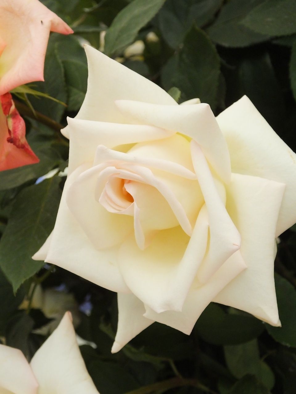 s-DSCF8012