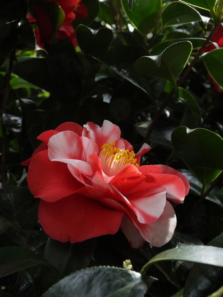 s-DSCF0110