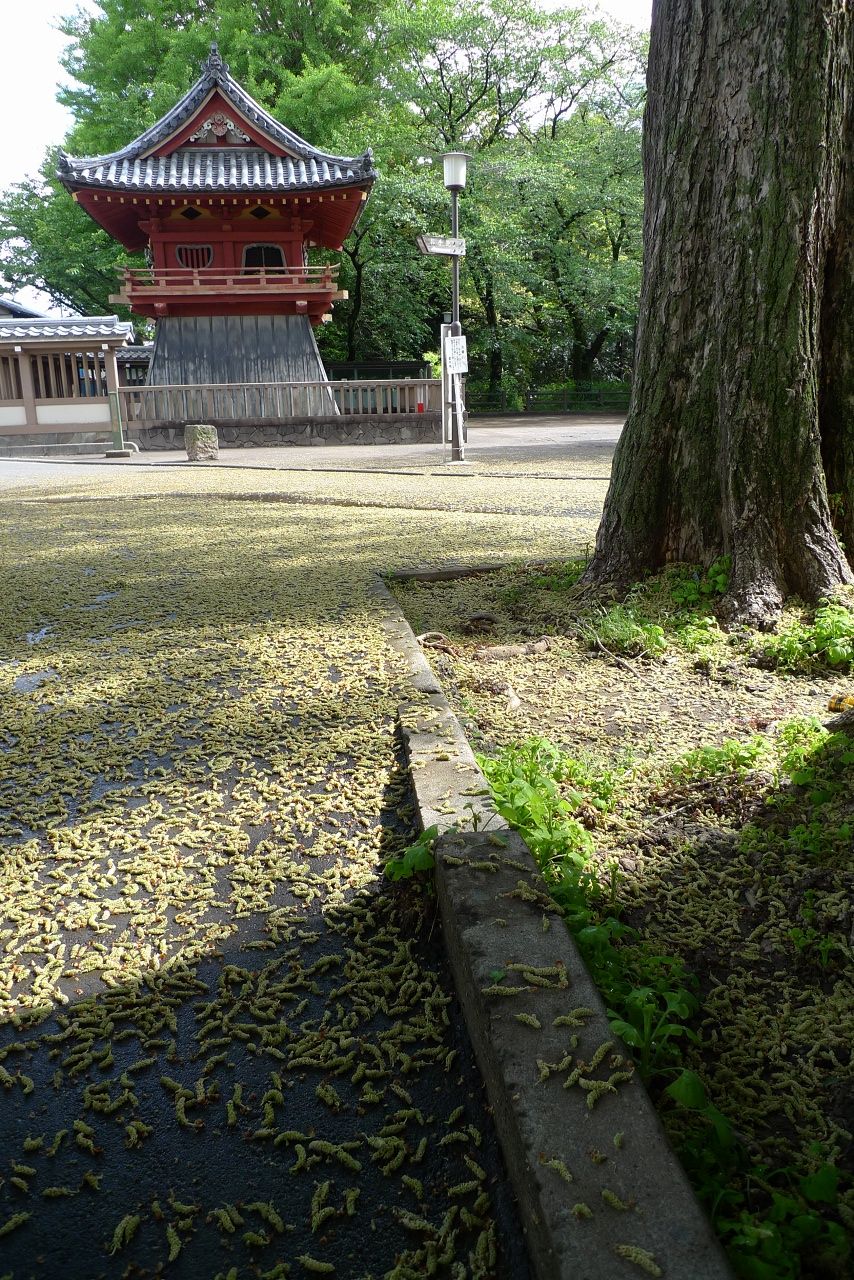 s-P1500427