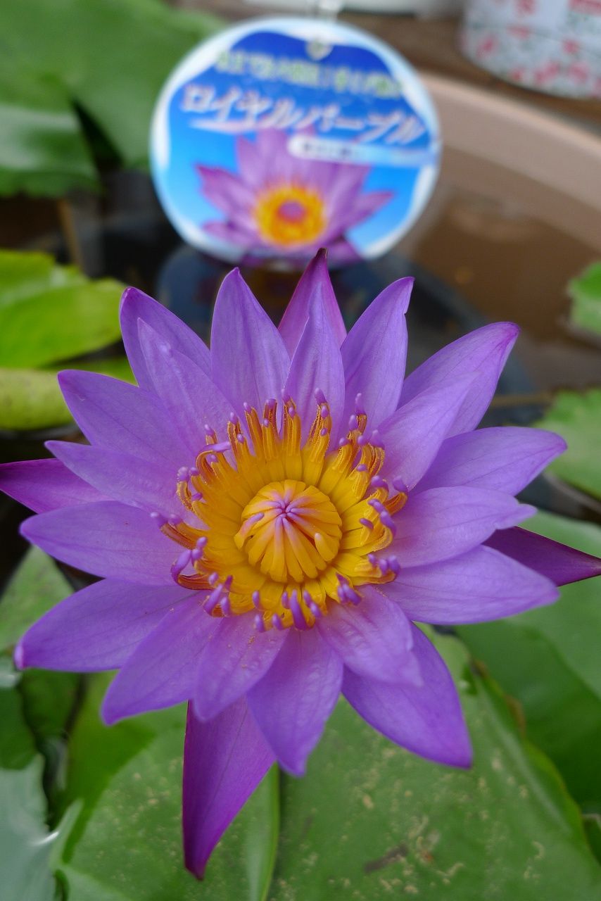s-P1200561