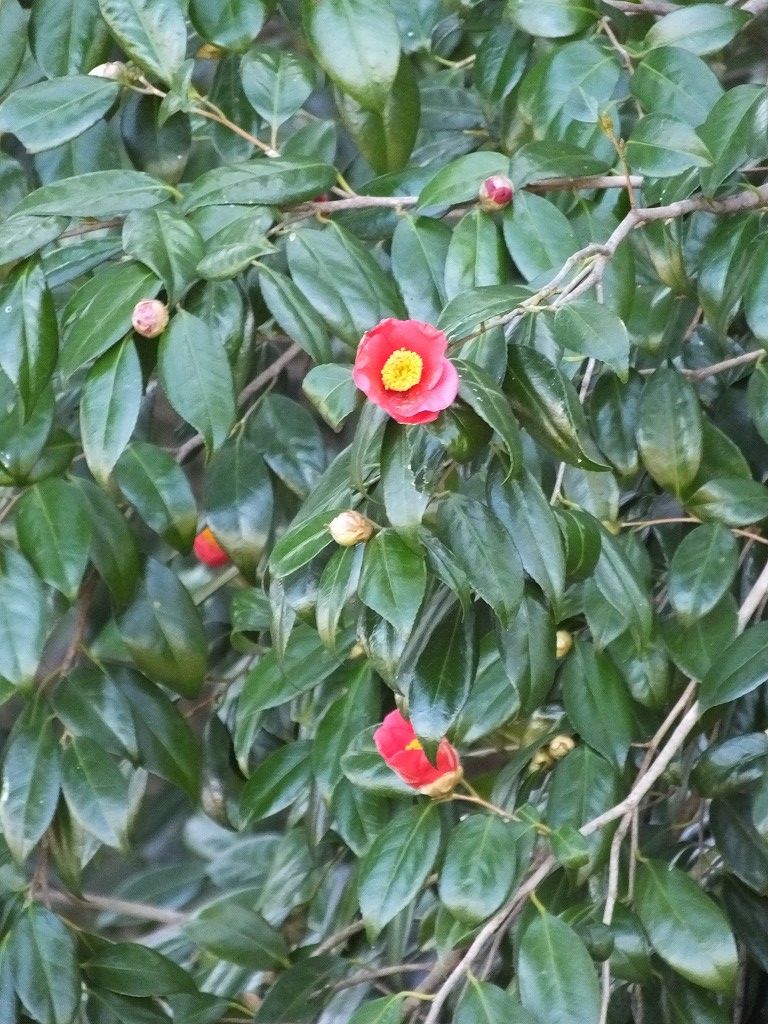 s-DSCF8673