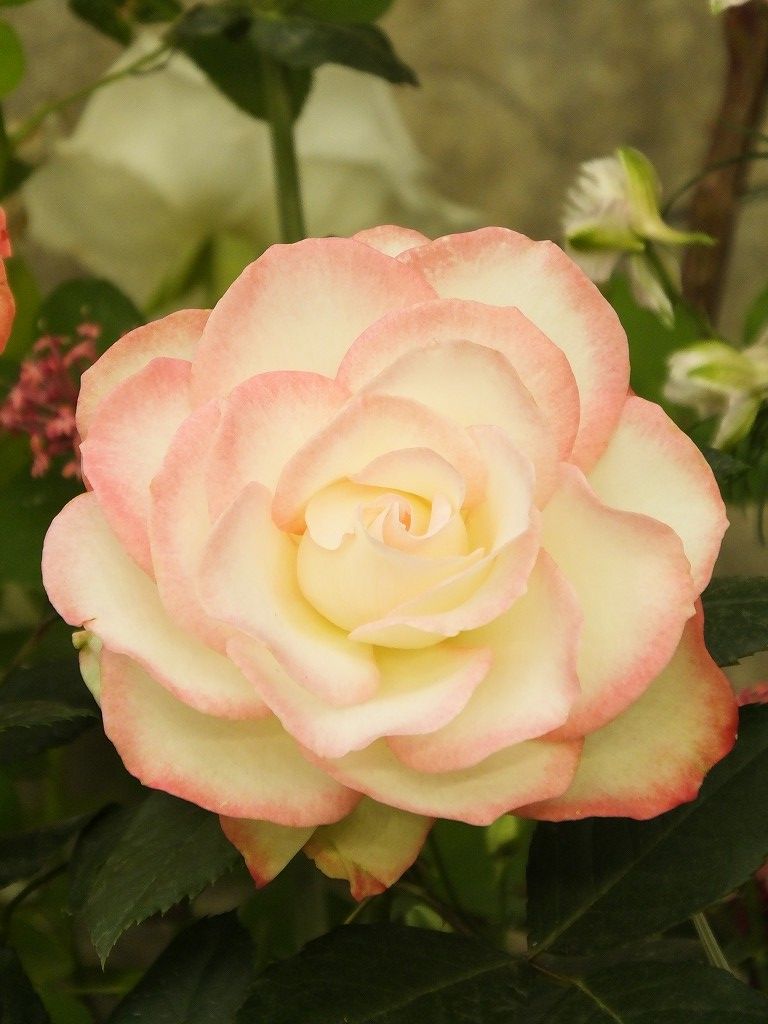 s-DSCF1079