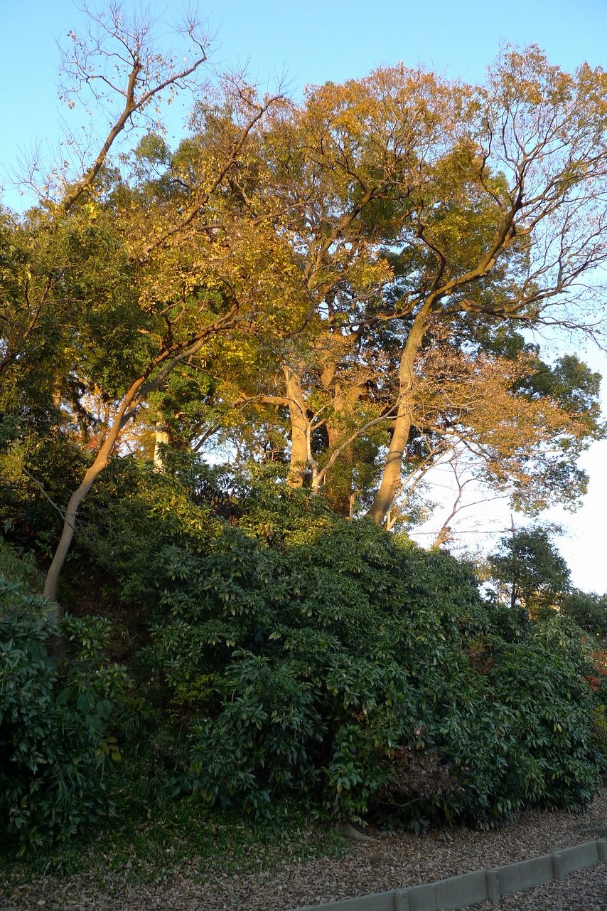 s-P1450189