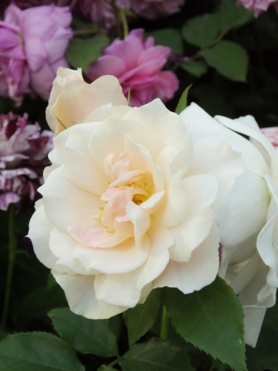 s-DSCF8028