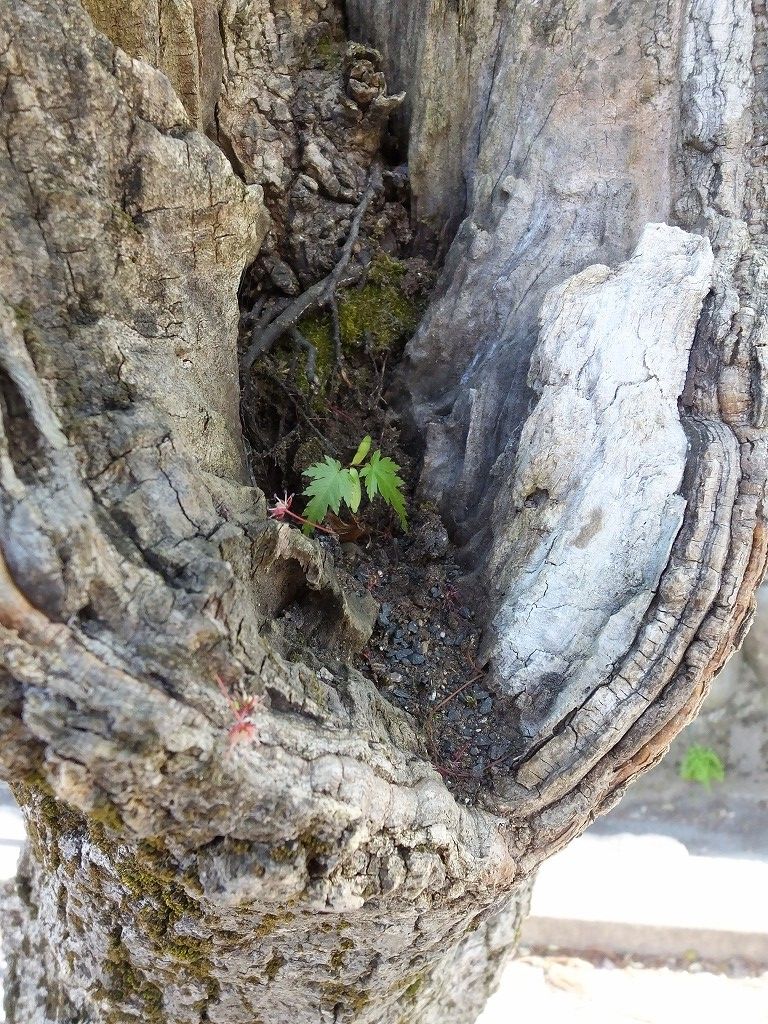 s-DSCF0464