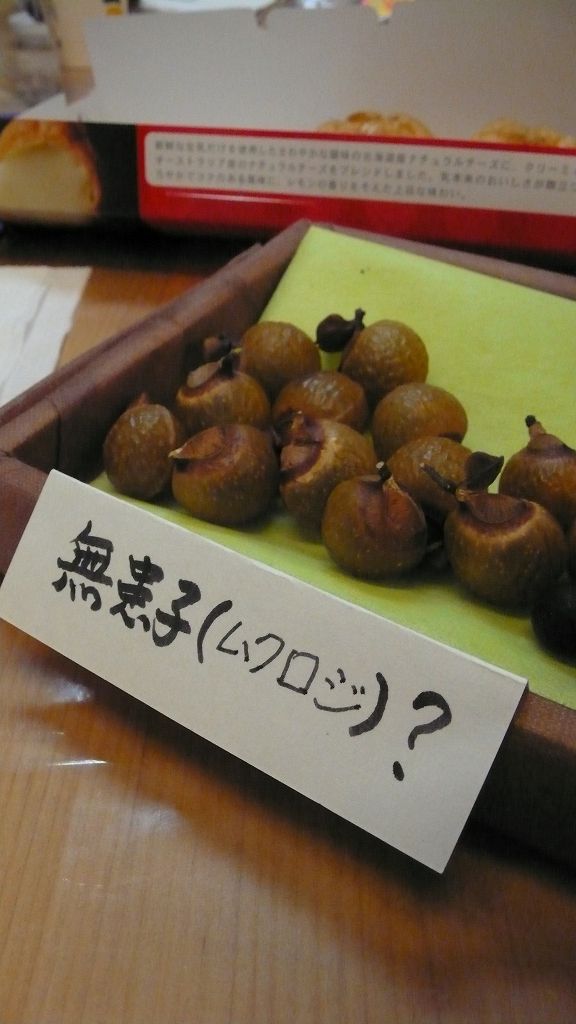 ̵´µ»Ò¡Ê¥à¥¯¥í¥¸¡Ë