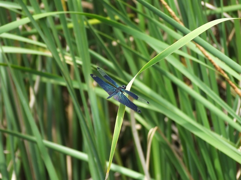 s-DSCF0764