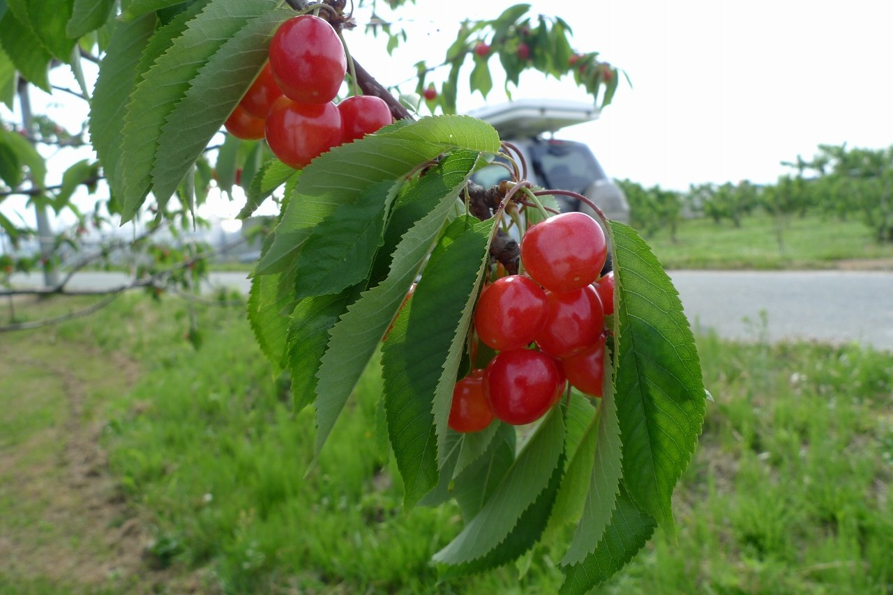 s-P1520460