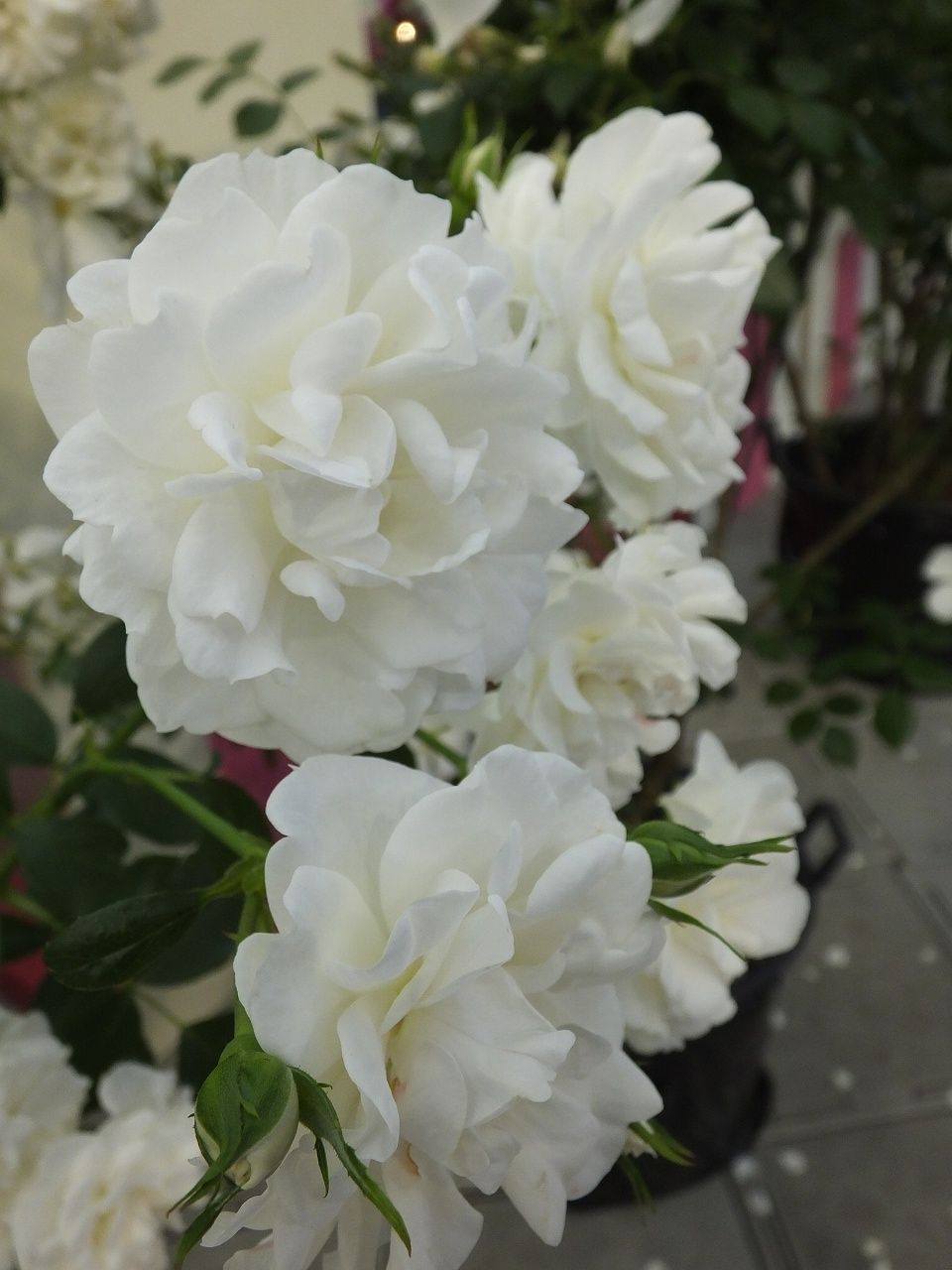 s-DSCF7644