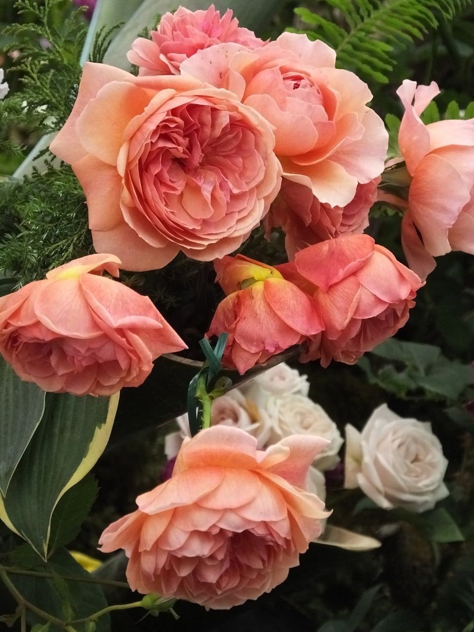 s-DSCF8018