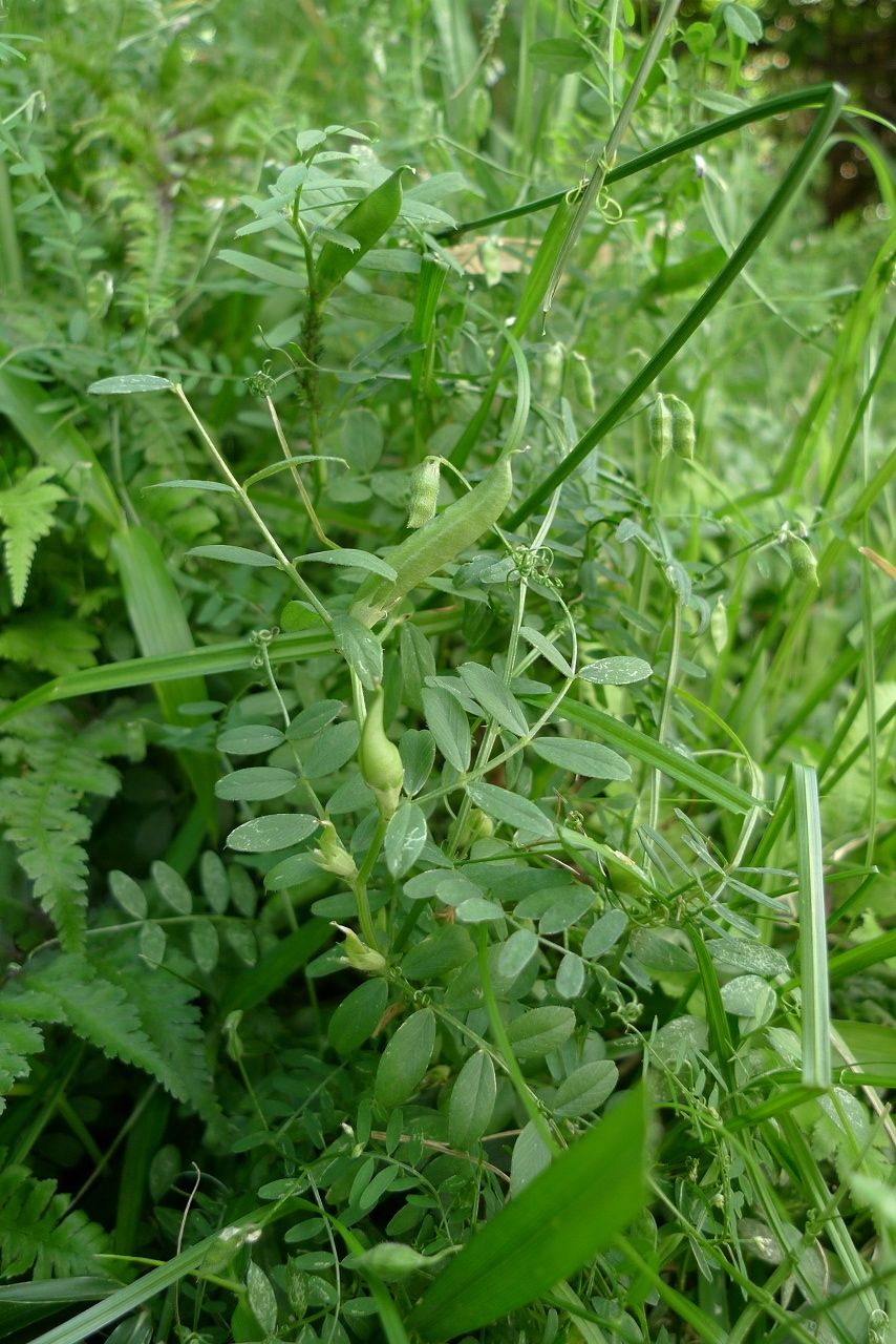 s-qP1340948