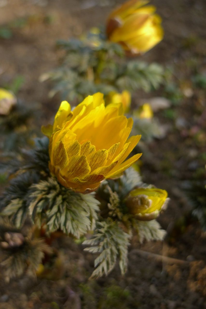 s-P1480365