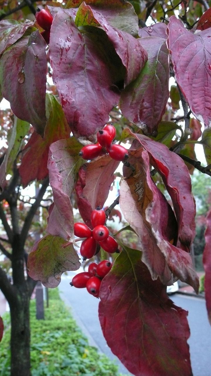 s-P1560711