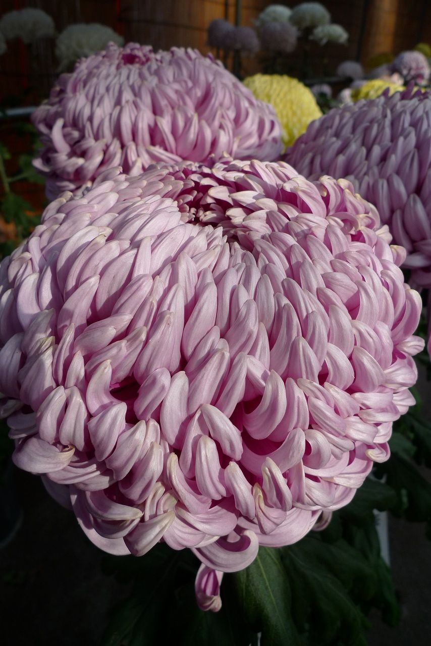 s-P1580764