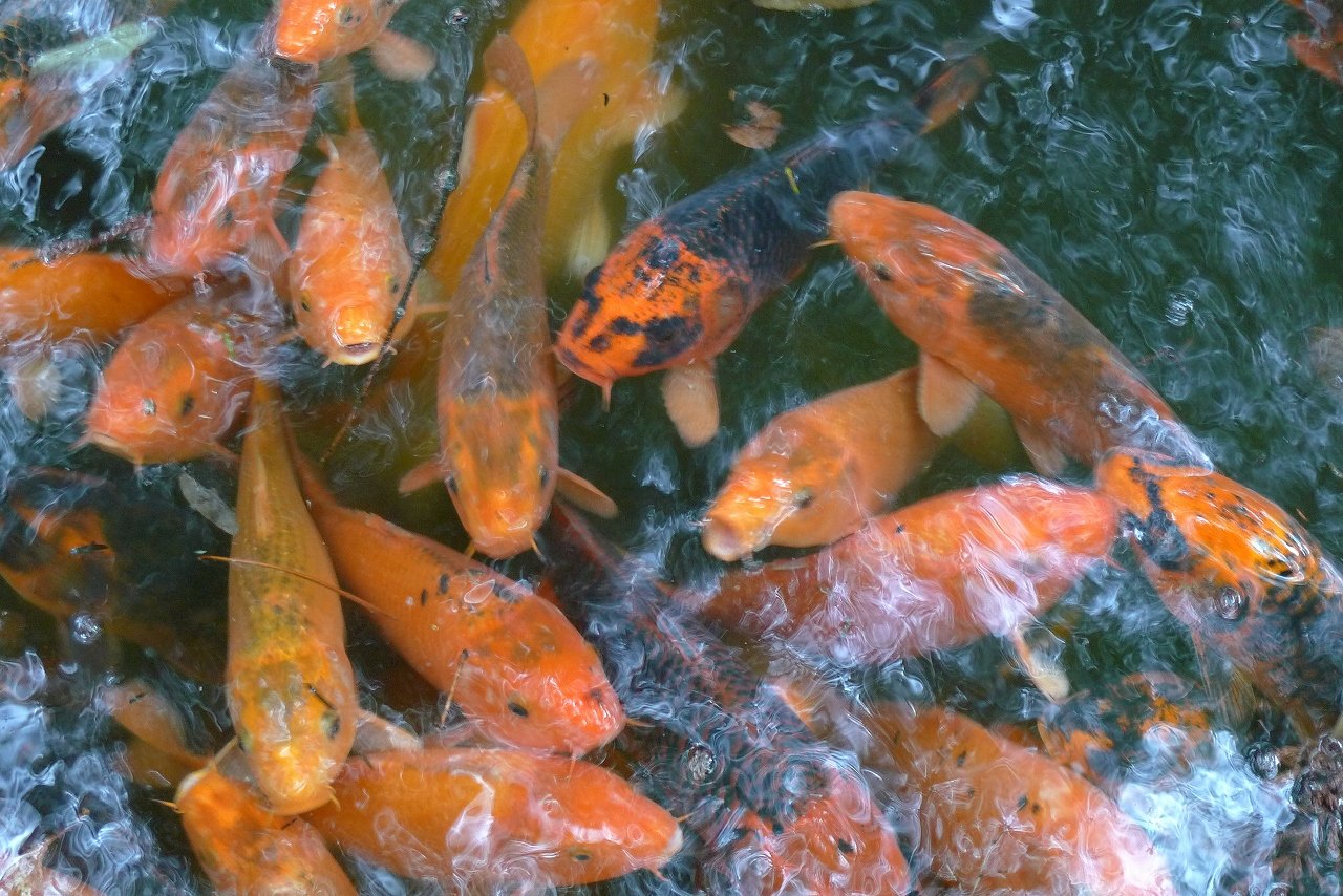s-P1210608