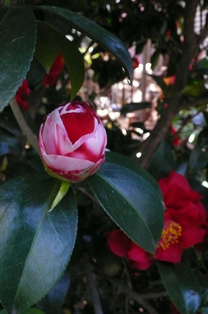 s-P1510415