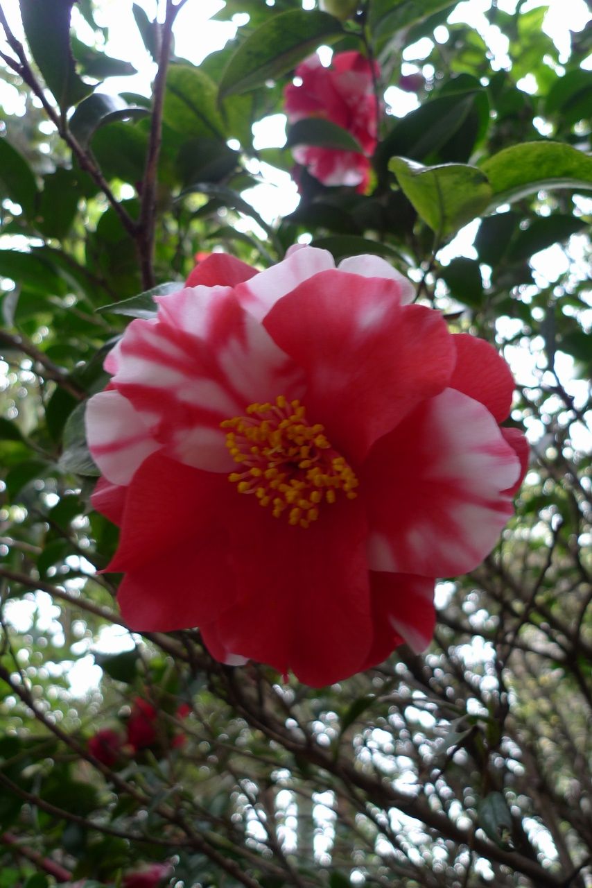 s-P1490828