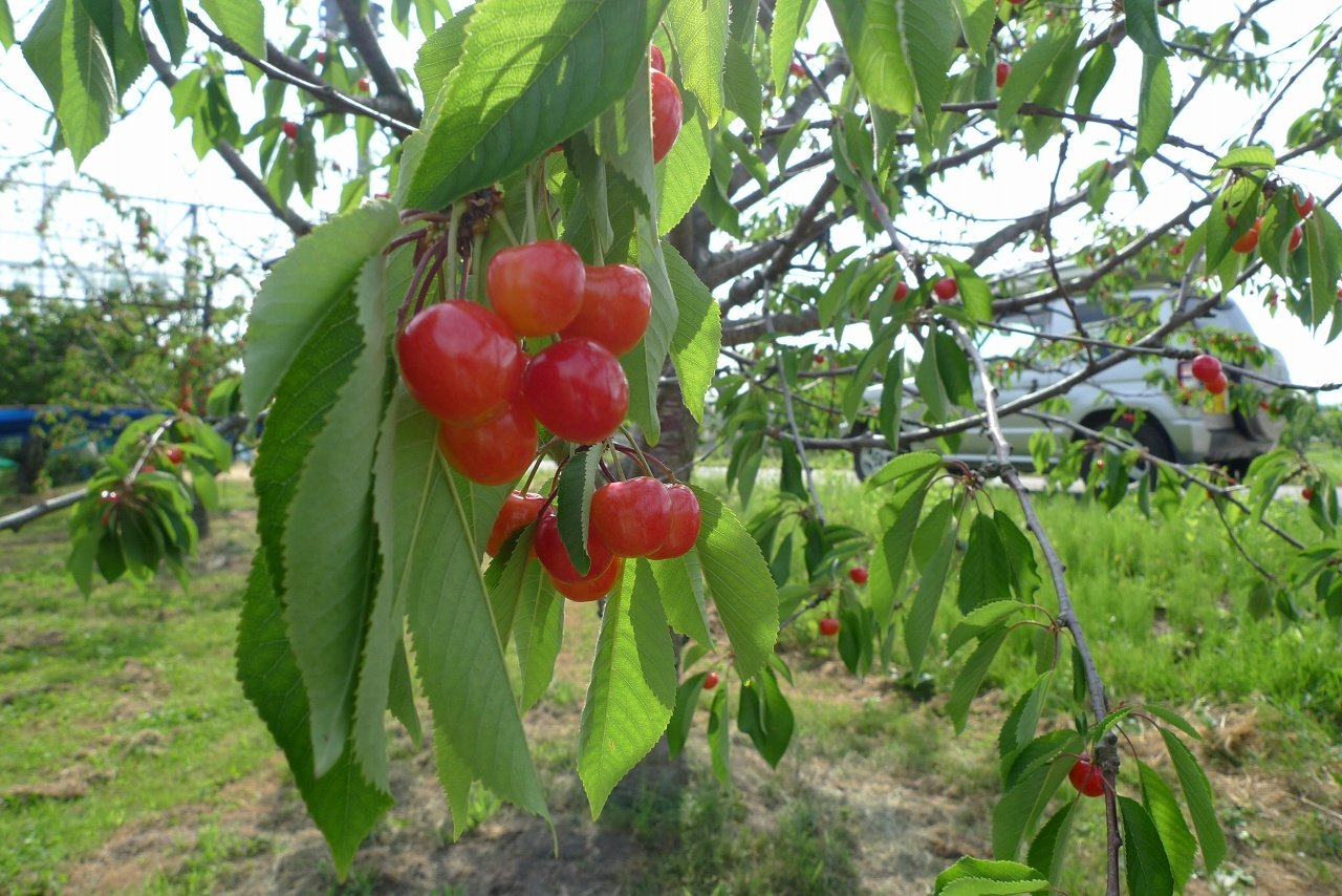 s-P1520465