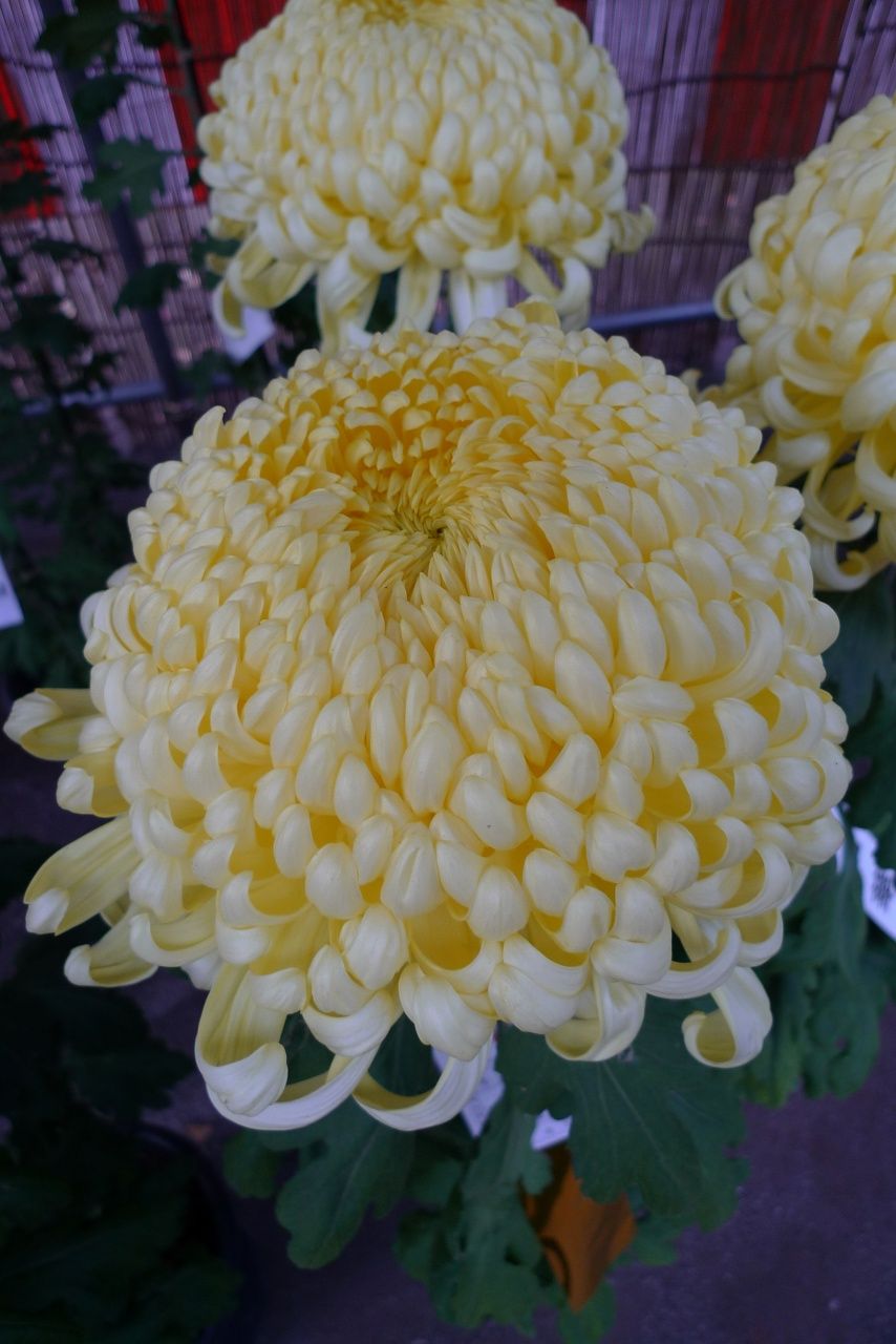 s-P1580175