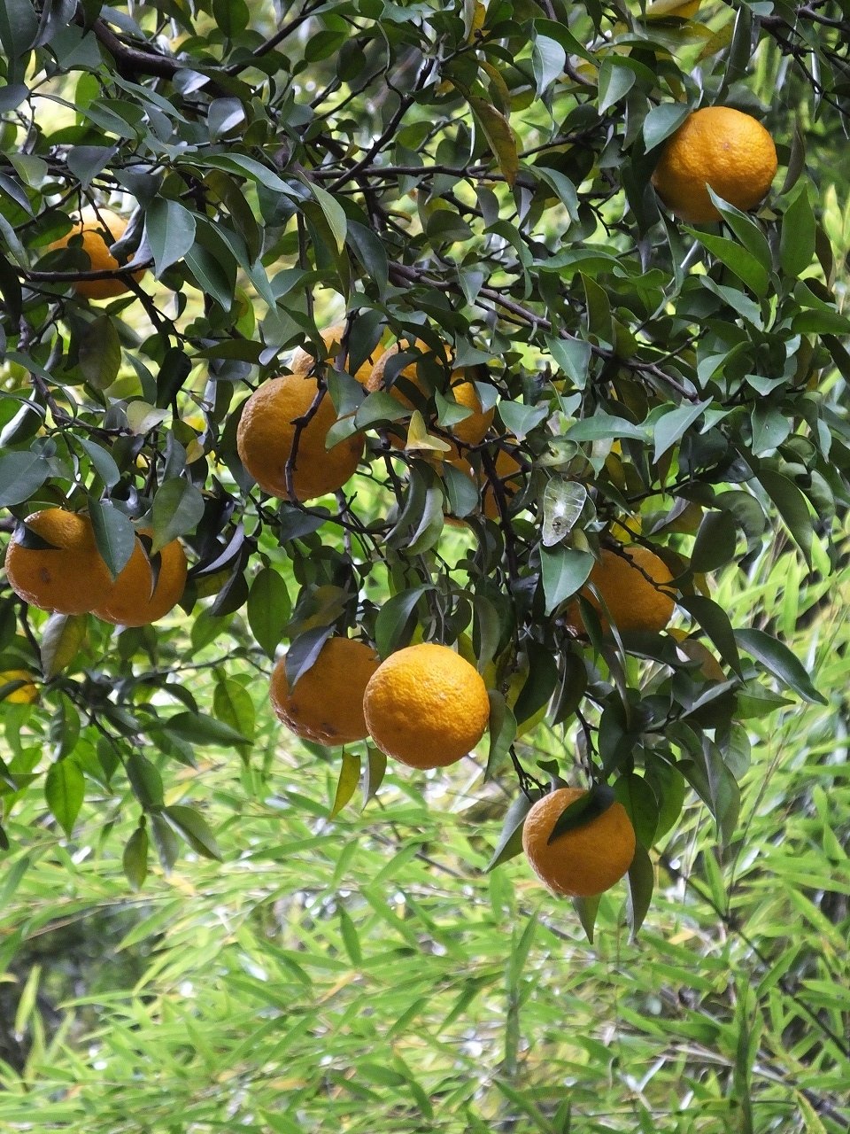 s-DSCF8166