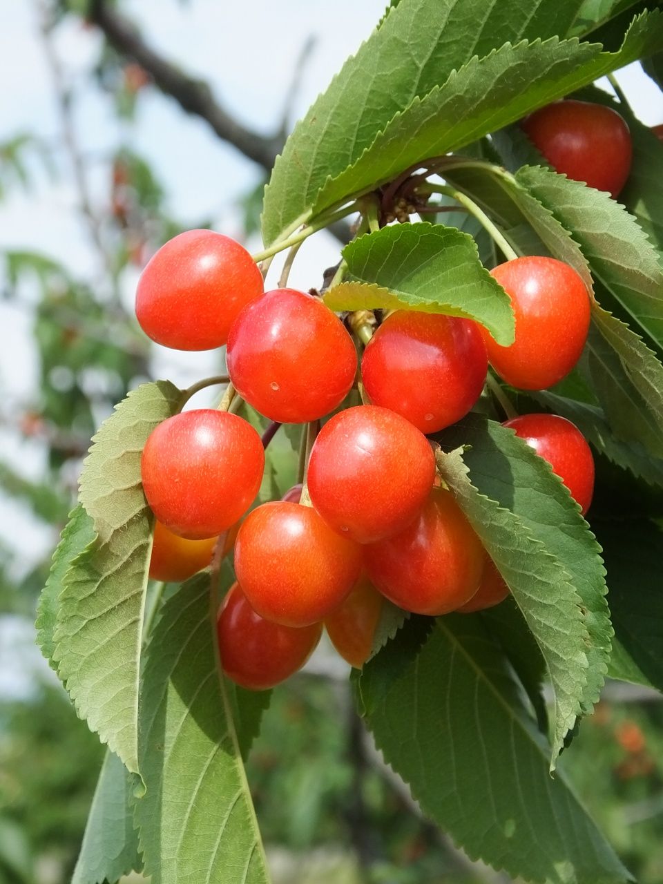 s-DSCF8858