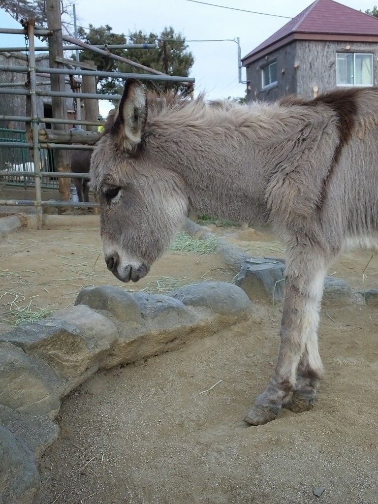 s-DSCF6610