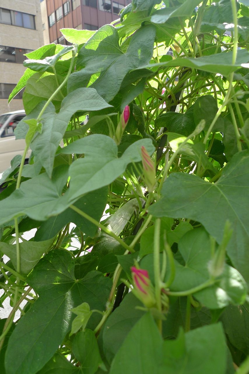s-P1230428