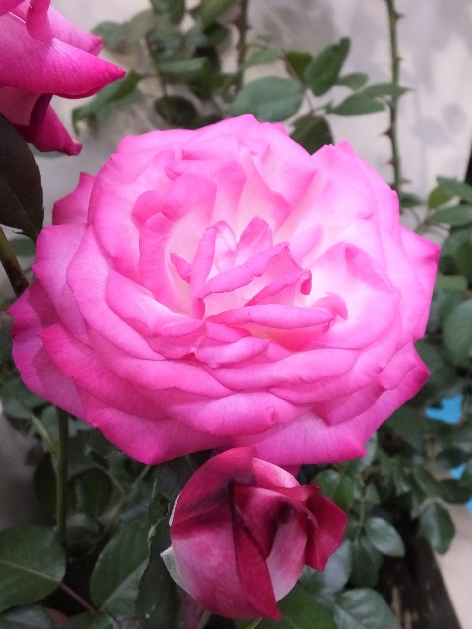 s-DSCF7565