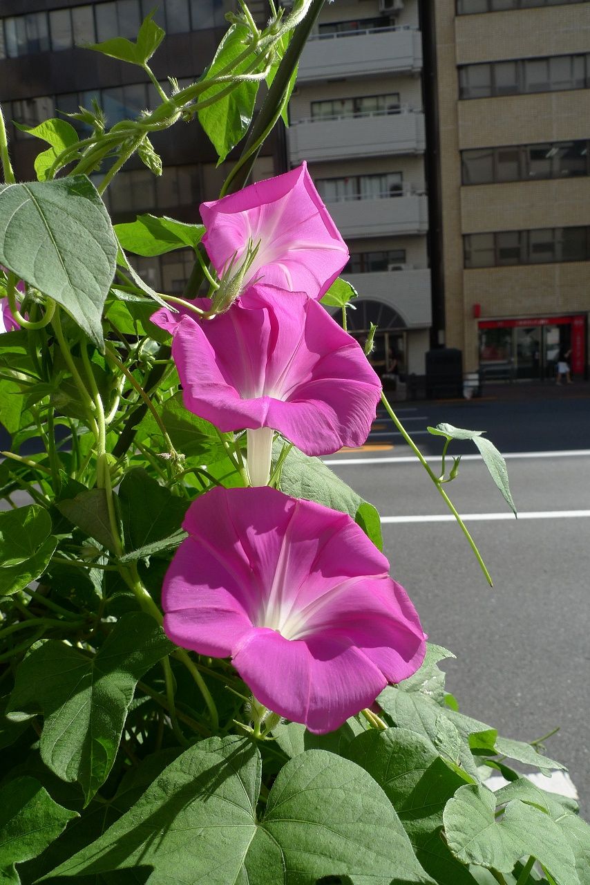 s-P1230459