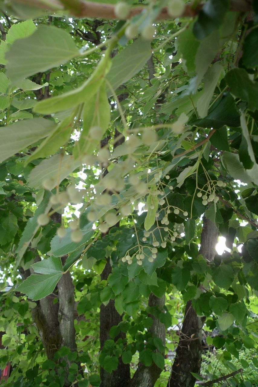 s-P1370643
