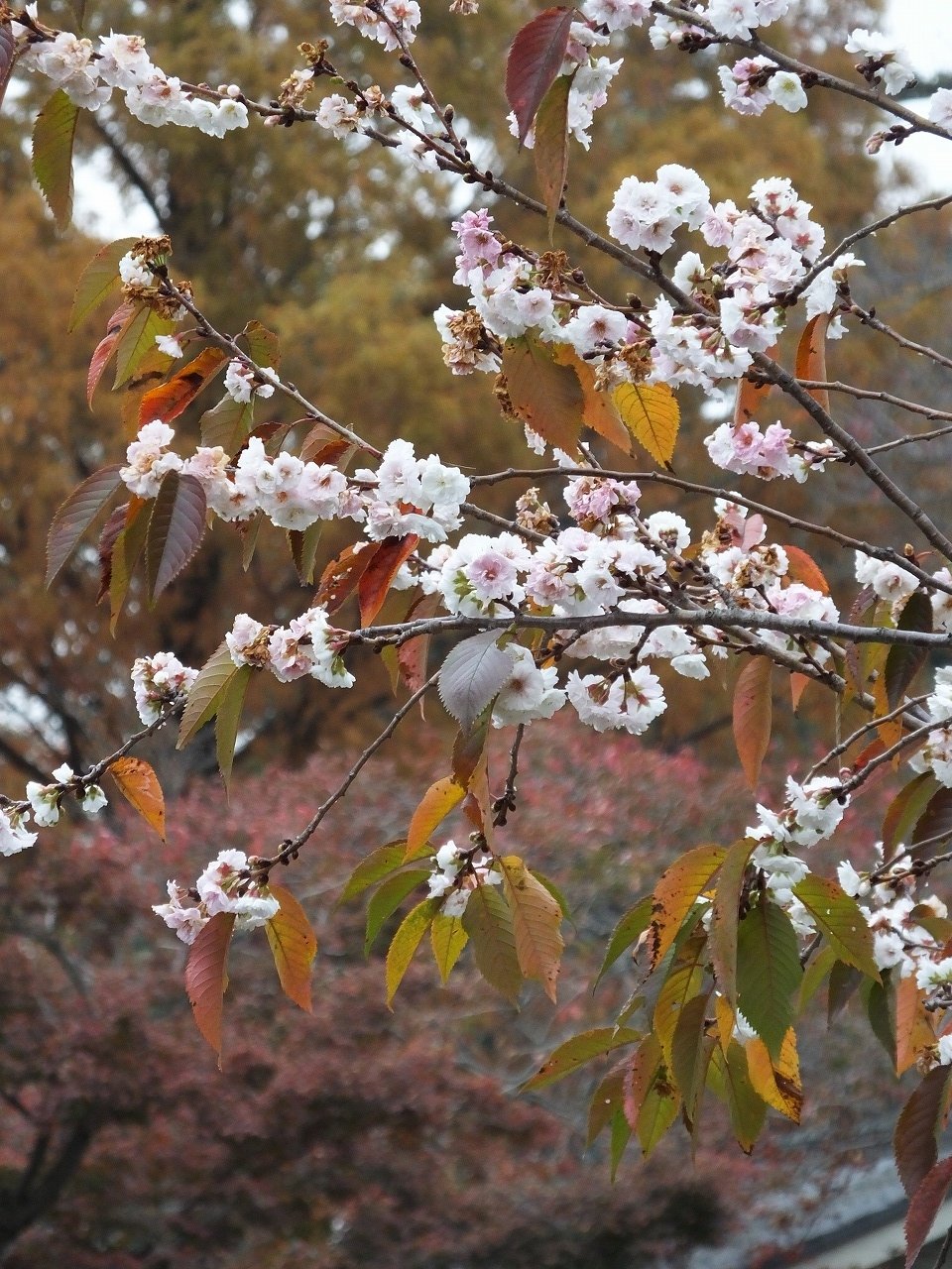 s-DSCF8198