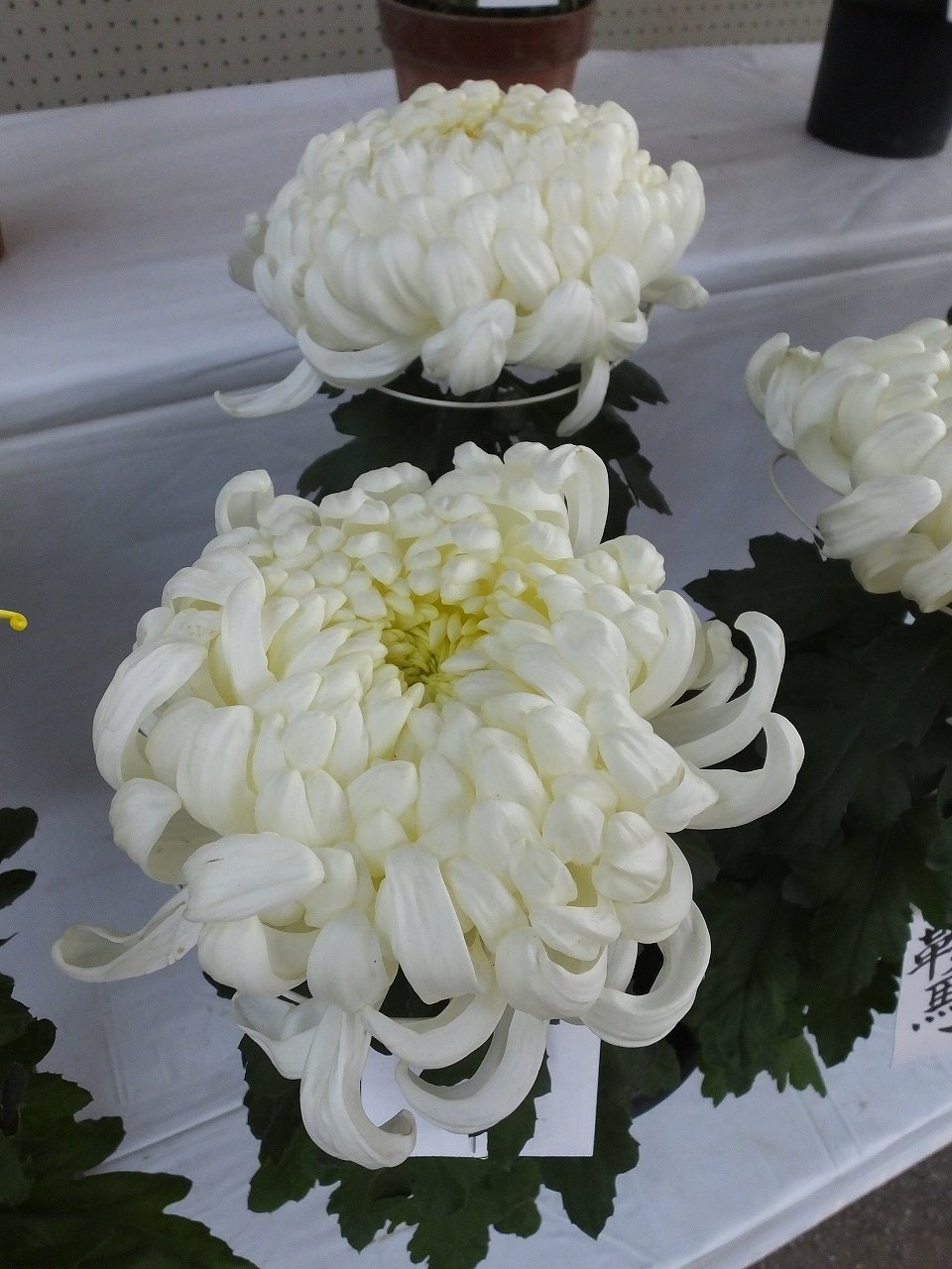 s-DSCF0878