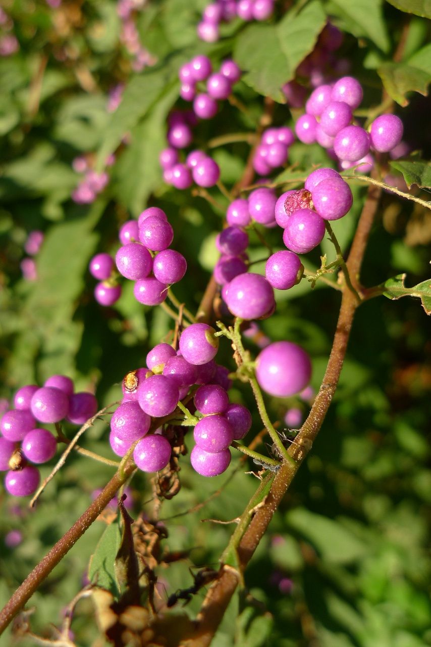 s-P1250821