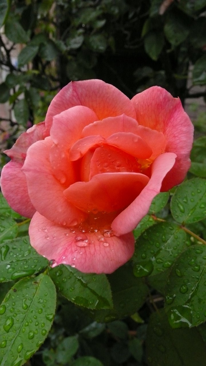 s-P1670153