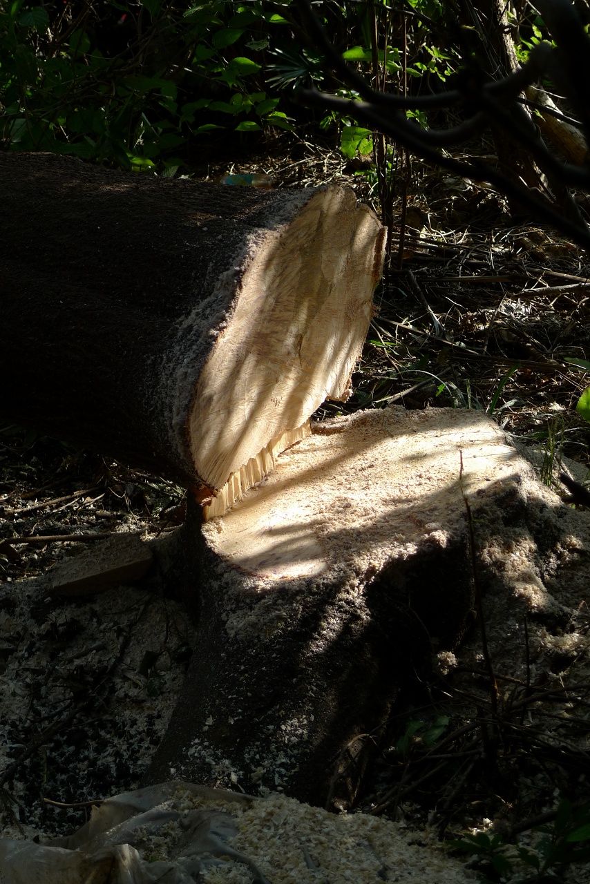 s-P1580509