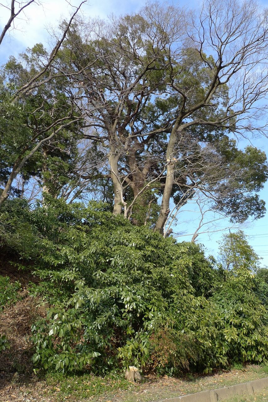 s-P1330221
