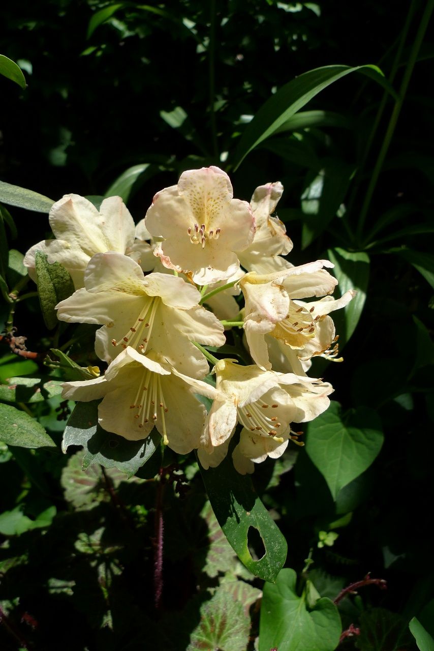 s-P1350943
