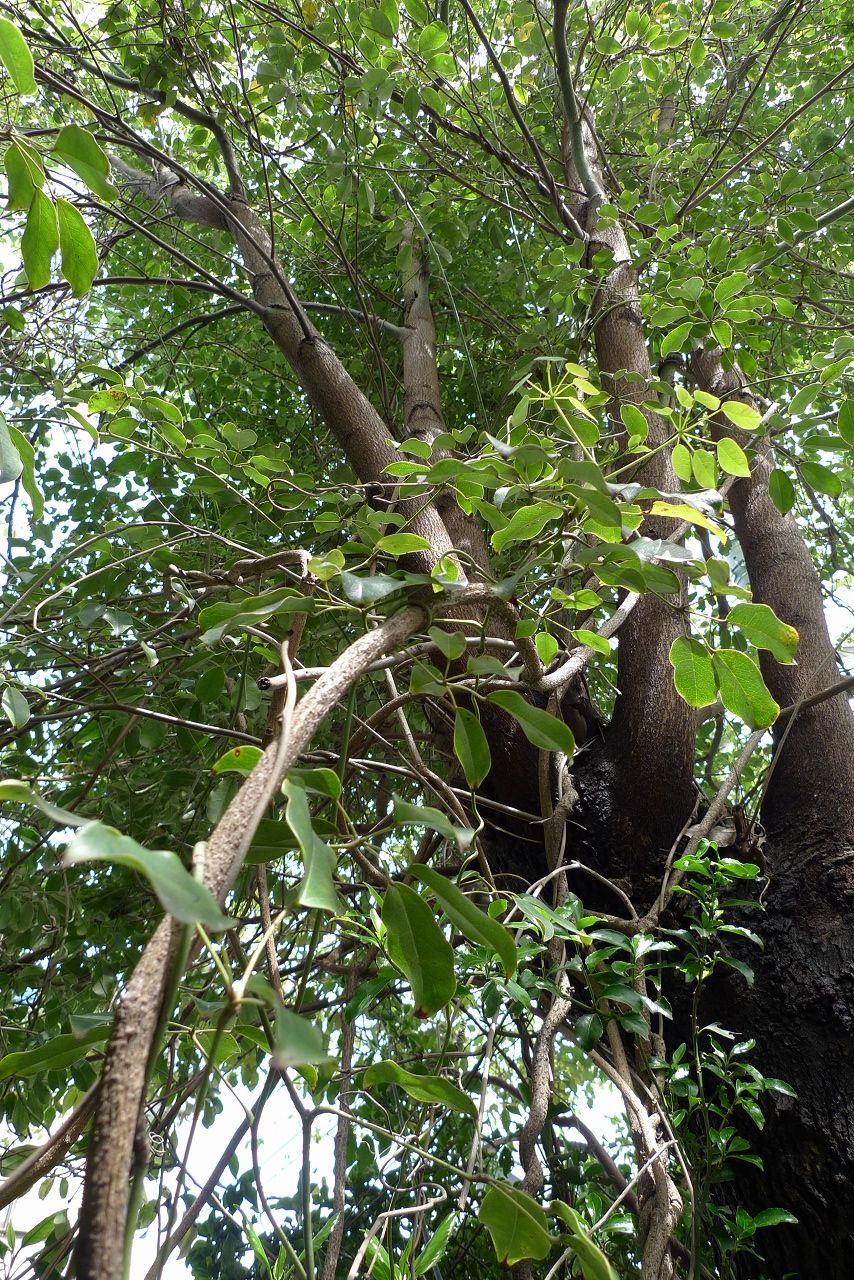 s-P1340602